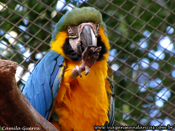 Arara no Parque das Aves