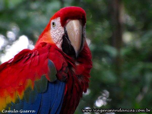 Arara Vermelha, Parque das Aves