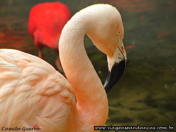 Flamingo no Parque das Aves