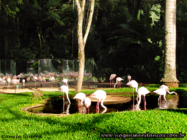 Flamingos no Parque das Aves