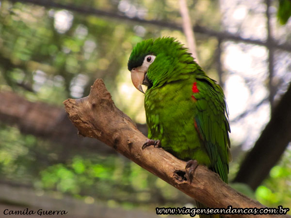 Papagaio no Parque das Aves