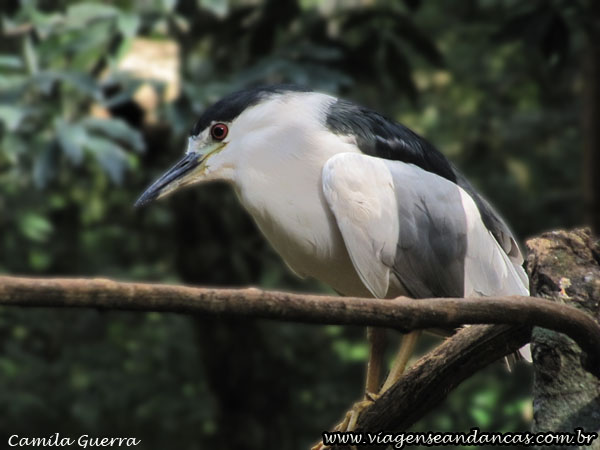 Parque das Aves, Foz do Iguaçu PR