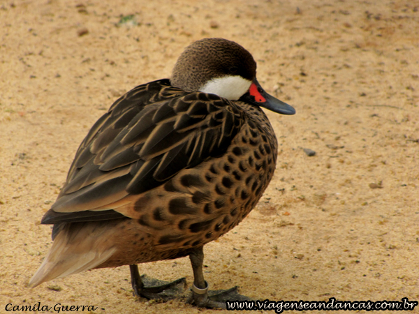 Pato no Parque das Aves