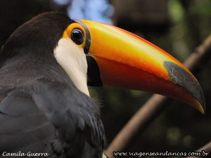 Tucano no Parque das Aves