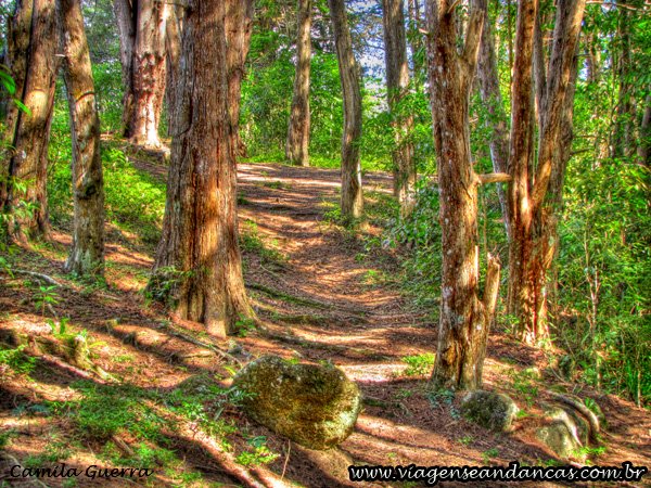 Pinheirinhos em HDR