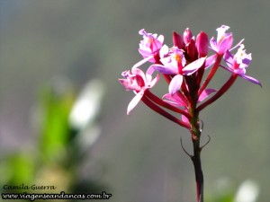 Flor comum nas matas da região