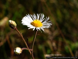 Mais uma florzinha na travessia