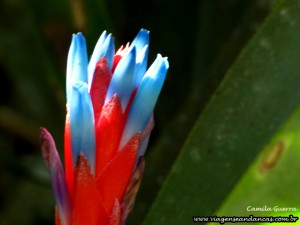 E muitas bromélias pelo caminho