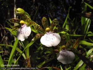 Muitas orquídeas pelo caminho