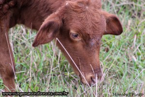 Vaca no camping, fazendo sua refeição