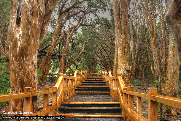 Bosque de Arrayanes que inspirou Walt Disney