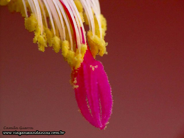 Flor de Maio