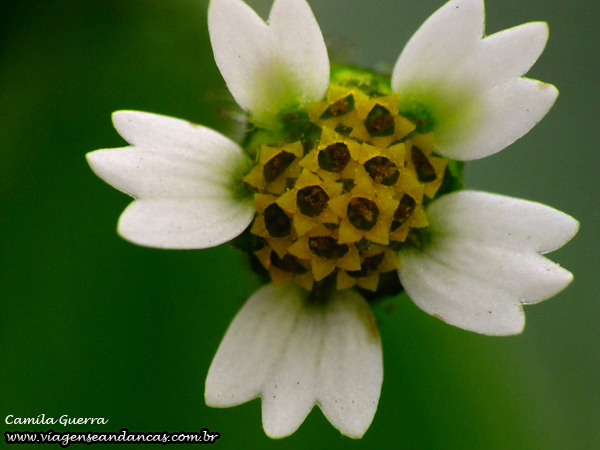 Mini florzinha de mato fotografada com um filtro Raynox DCR-250