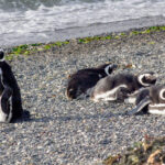 Pinguins de Magalhães