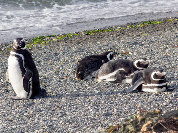 Pinguins de Magalhães