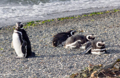 Pinguins de Magalhães